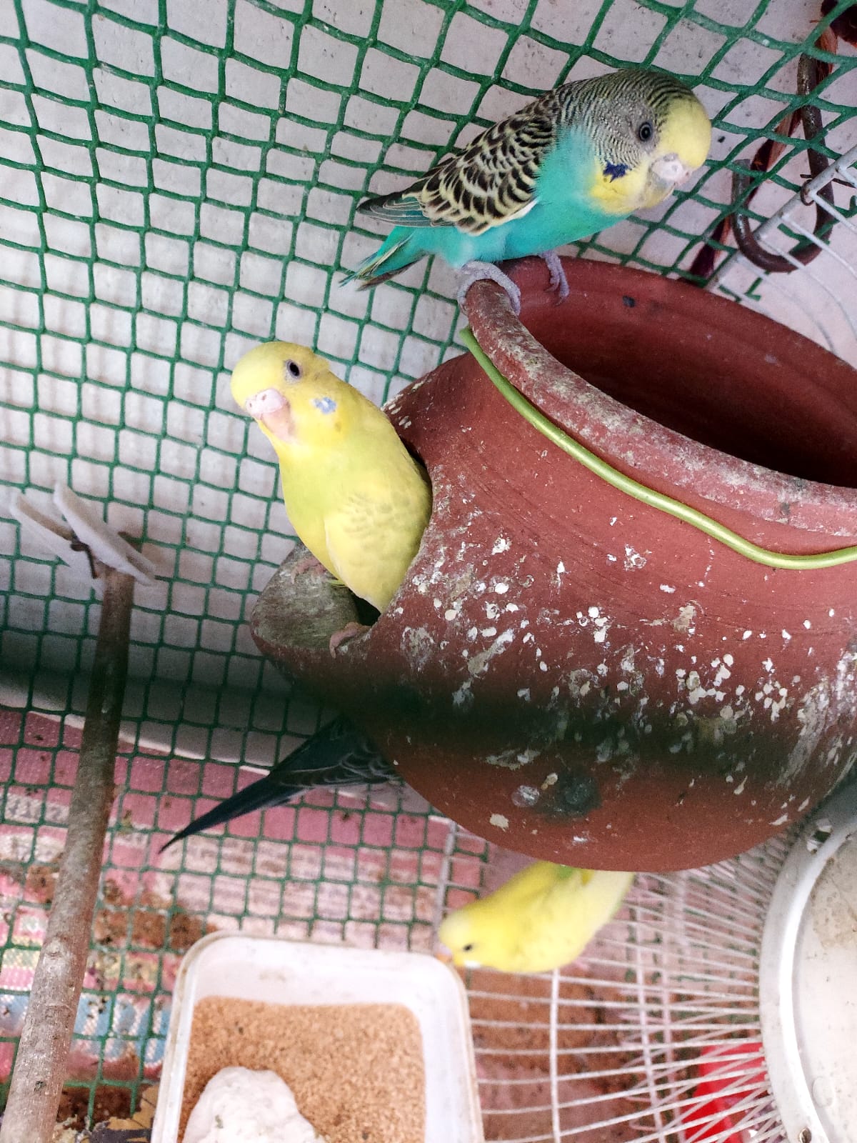 Pet image – gallery view